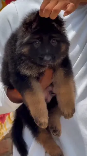 German shepherd puppies availa