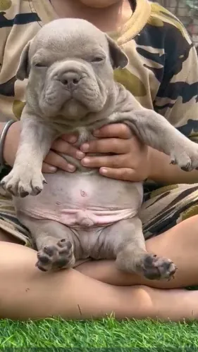 All types of Dogs Breed Puppie