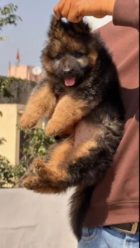 Premium Adult German Shep