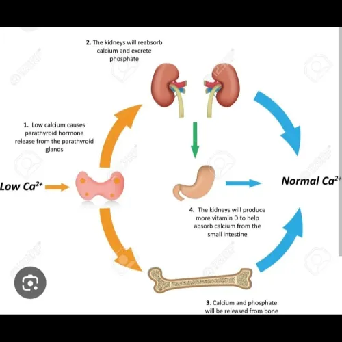 A calcium blood test measures 