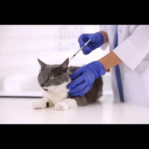 Vaccination is one of the best