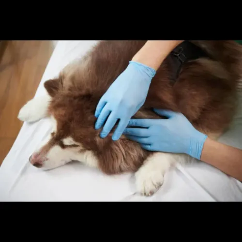 Tick fever is a serious tick-b