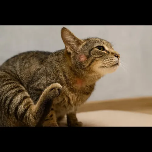 Itchy paws