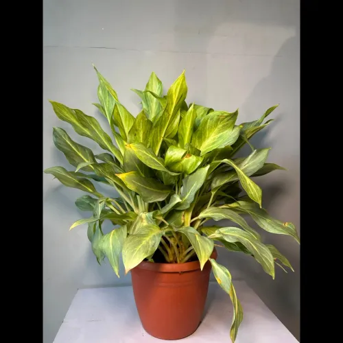 decorative shrubs