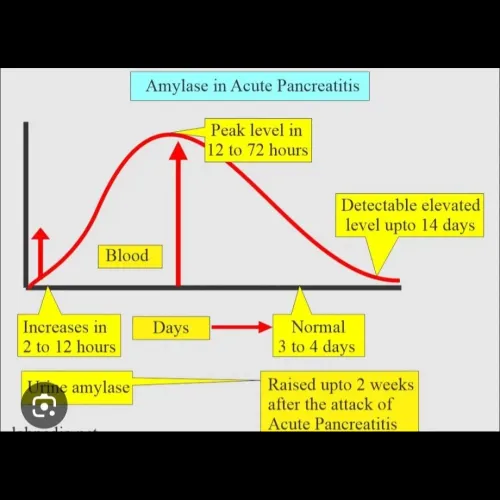 Serum Amylase Test: Price, Nor