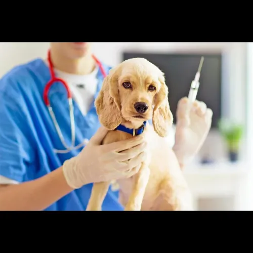 Vaccination is one of the most