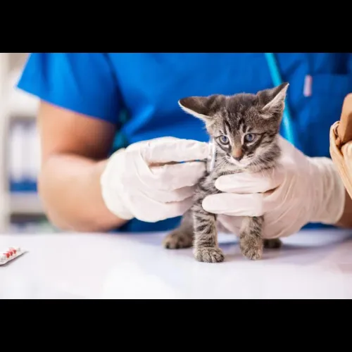 Vaccinatio