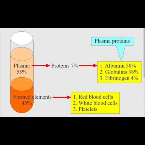 Total Protein Test: Why and Ho