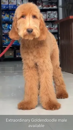 All types of Dogs Breed Puppie