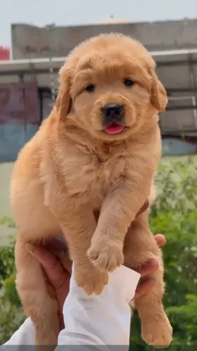 Golden retriever puppies avail