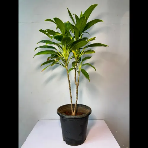 one stop destination plants ma