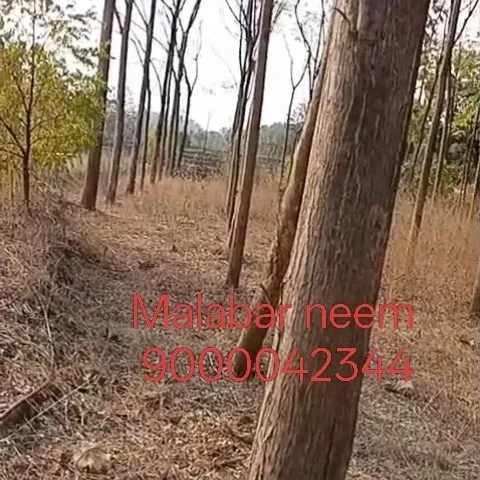 Malabar neem tree cutting