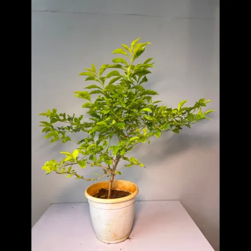 herbal plants blossom bliss ar