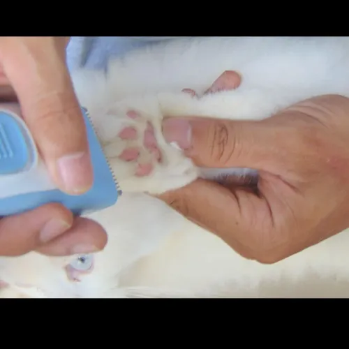 Paw trimmi