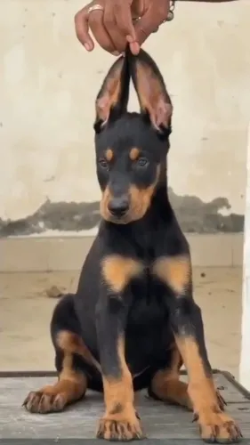 All types of Dogs Breed Puppie