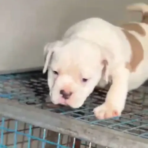 Cute puppies available in Amit