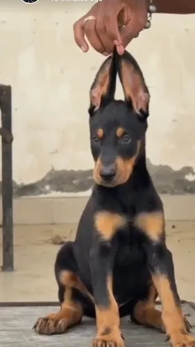best cat shop in nagpur