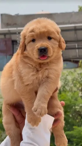 healthy playful well cared for