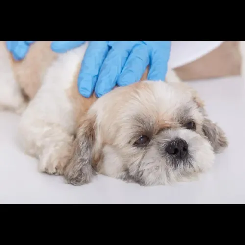 Loose motions in pets can caus