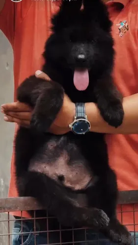 healthy playful well cared for
