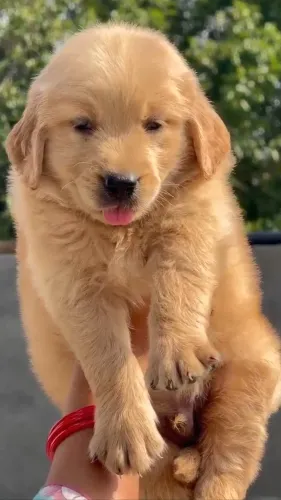 healthy playful well cared for