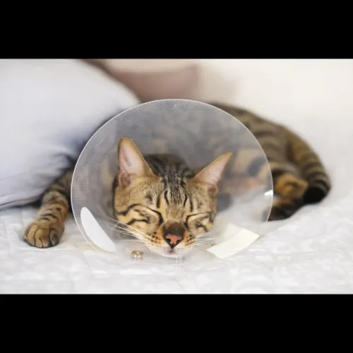 Castration is a safe and routi