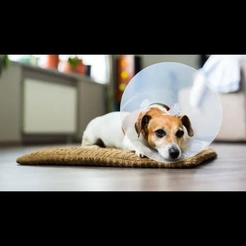 Spaying is