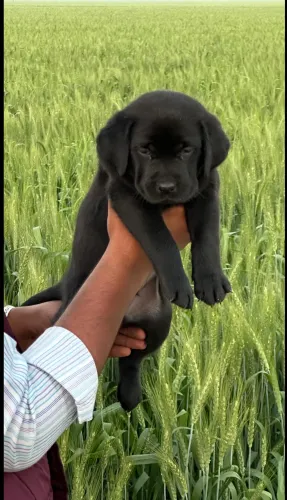 Pure Black Labrador Retri