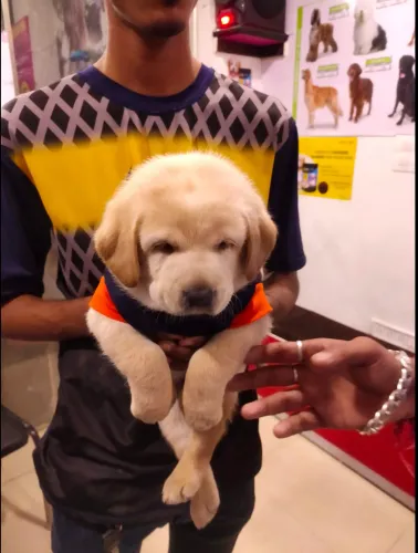 Heavy Bone Labrador Male 