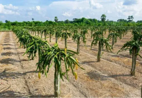 Papaya is one of the fastest-growing fruit crops f