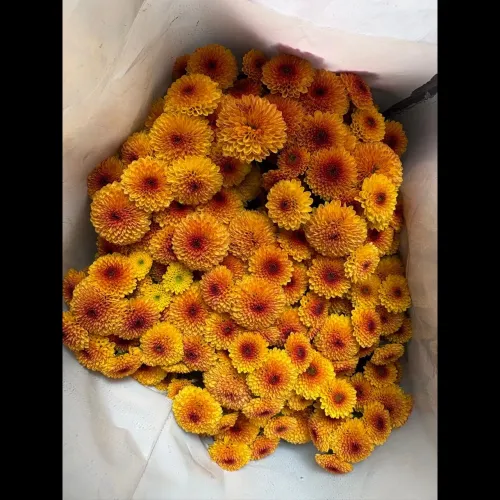 update image
