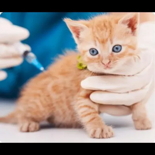 Vaccination is one of the best