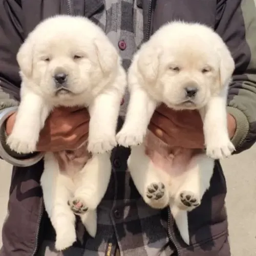 Labrador Male or Female P