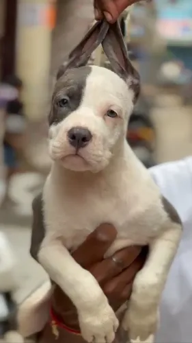 Welcome to Amit Pet Shop, the 