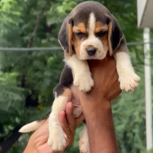 Looking for the best pet shop 