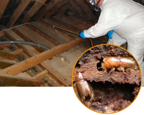 Wood Borer Treatment: Protect 