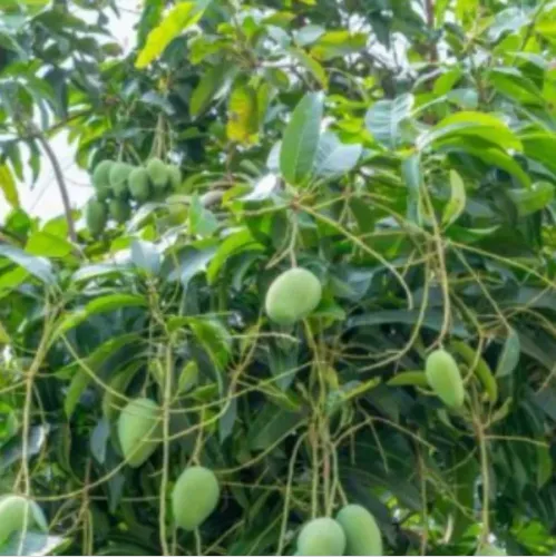Traditional mango orchards require large land area