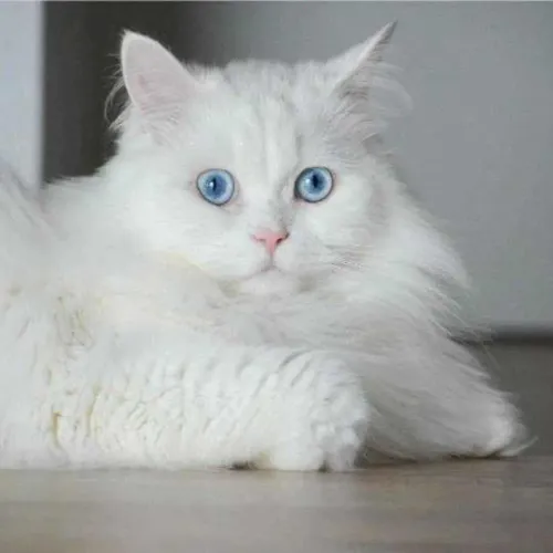 Cats & Kittens at Amit Pet Sho
