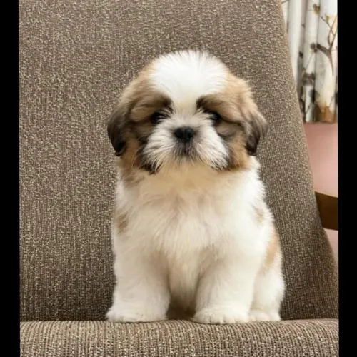 Top-Quality Shih Tzu Puppies a
