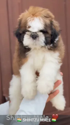 Shih Tzu Puppies Available at