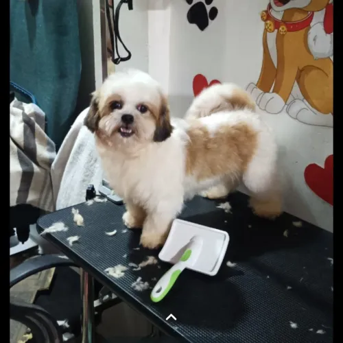 Pet Groomi