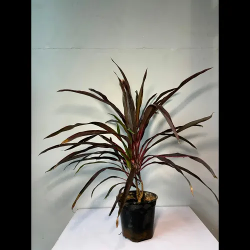 stylish and durable plant pots