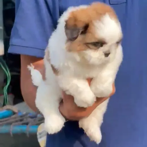 🐶 Shih Tzu Puppies in Nagpur 