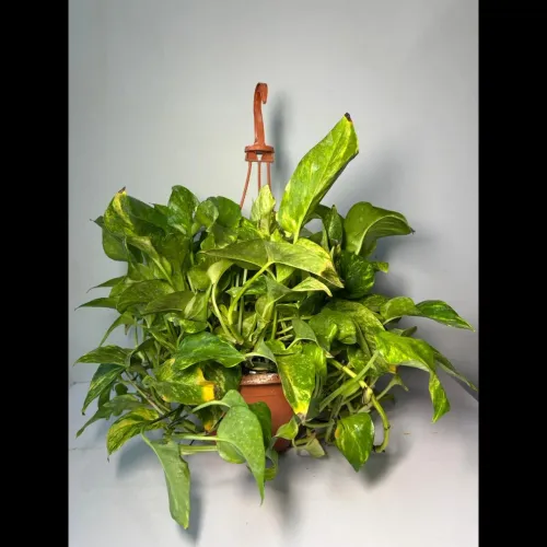 add natural charm