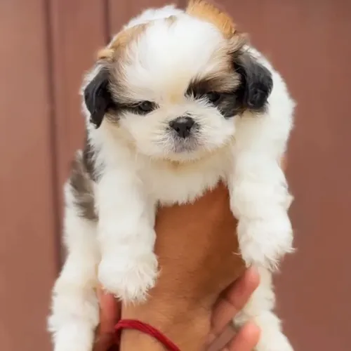 At Amit Pet Shop, you can expl