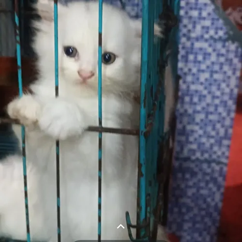 Pet Shop in Nagpur – Amit Pet 