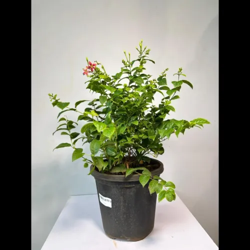 Medicinal Plants that add natu