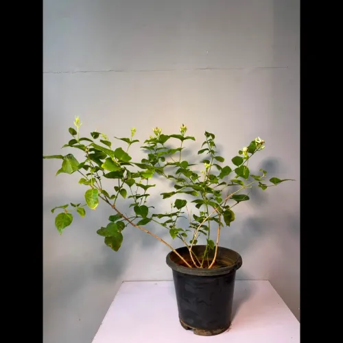 Indoor Plants that enhance you
