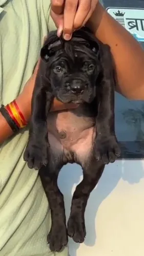 quality puppies cats kittens