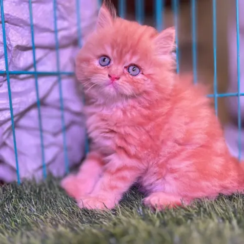 Looking for a lovely cat or ki